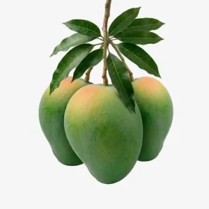 gavindavog-mango