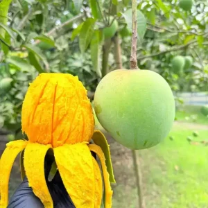 harivanga-mango